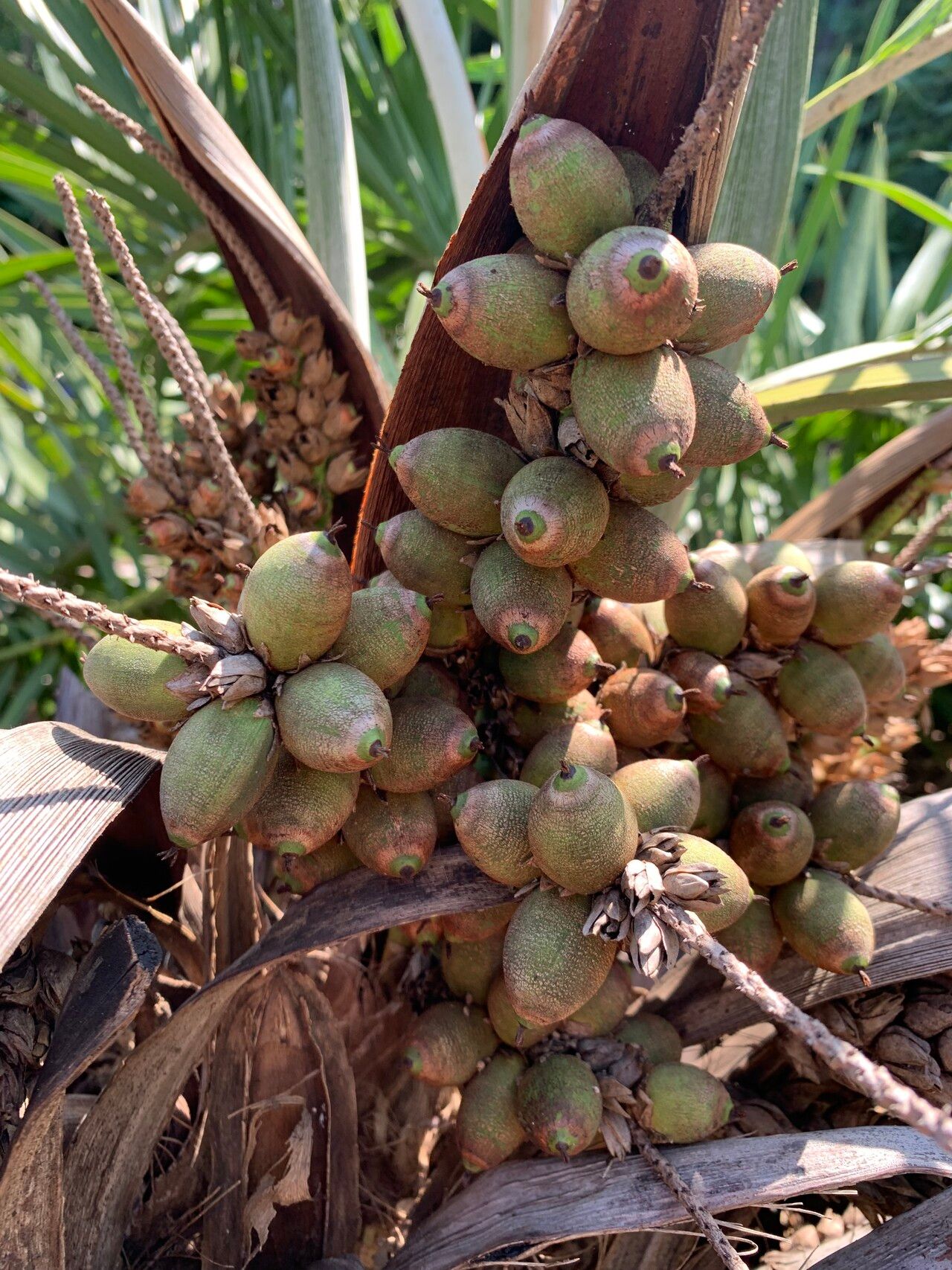 Syagrus allagopteroides fruit