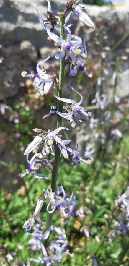 Petromarula pinnata flower