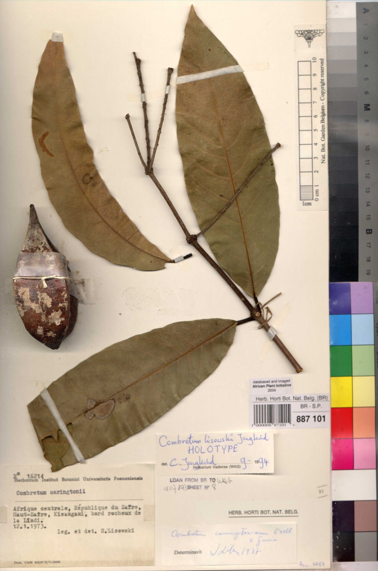 Combretum lisowskii — houseplant care guide