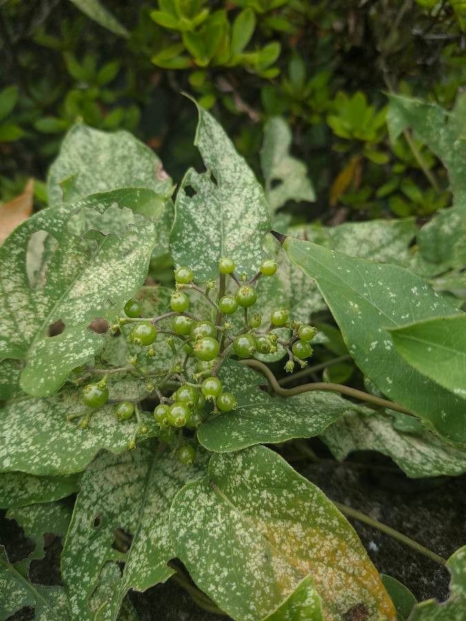 Paederia foetida fruit