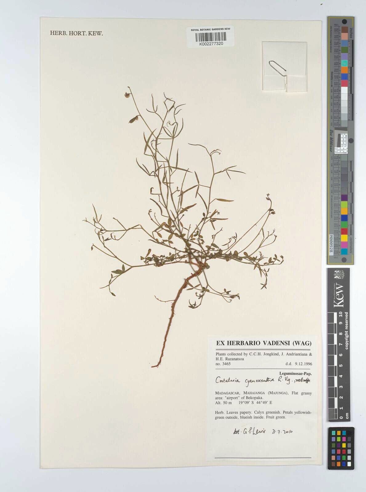 Crotalaria cyanoxantha — houseplant care guide