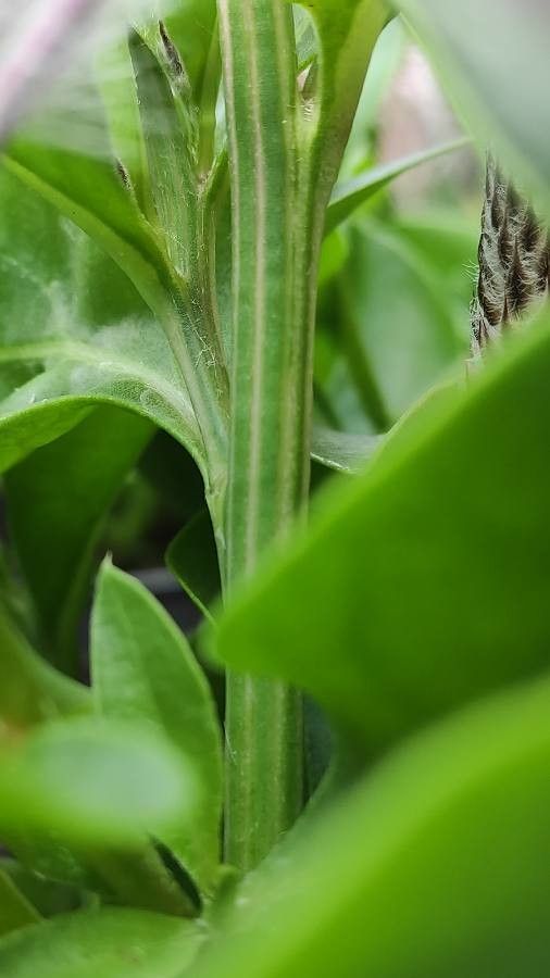 Ptilotus extenuatus bark