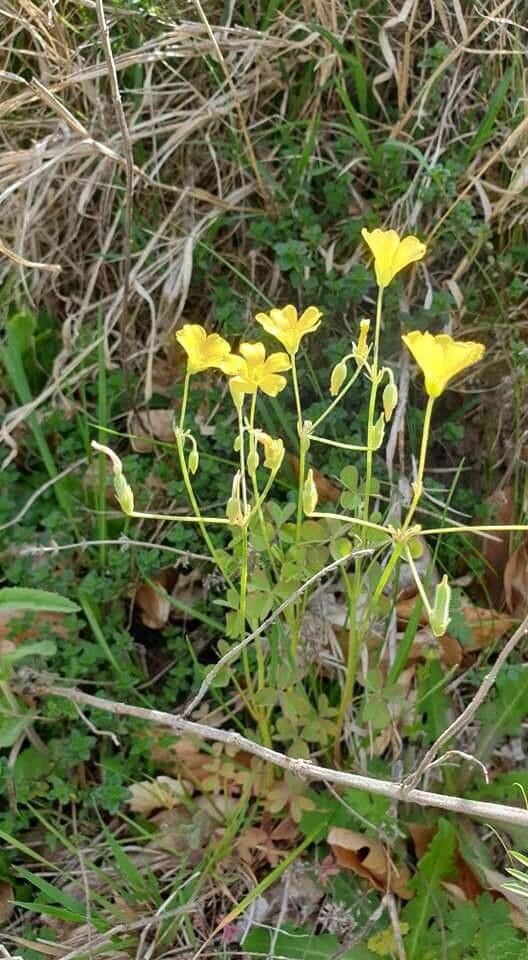 Oxalis priceae — search result for 'Oxalis'