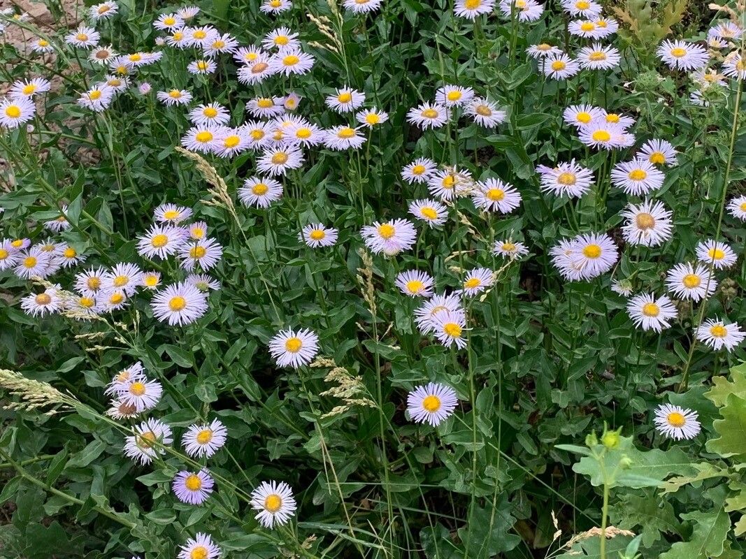 Erigeron aliceae flower