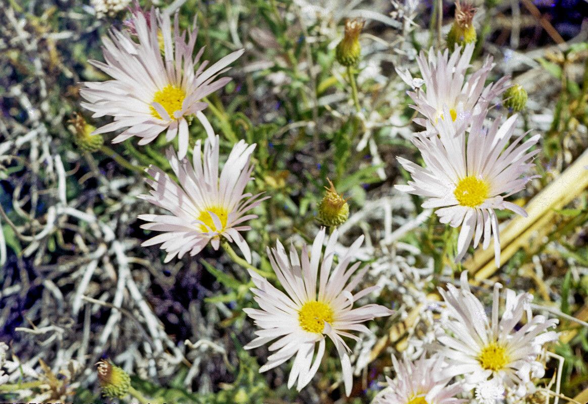 Xylorhiza tortifolia flower