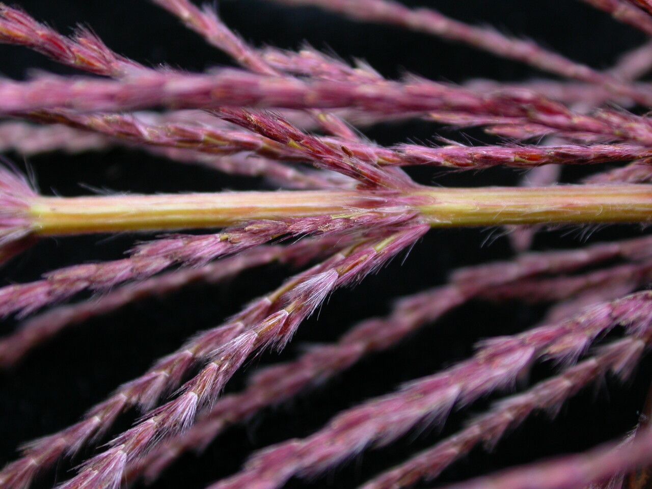 Saccharum narenga habit