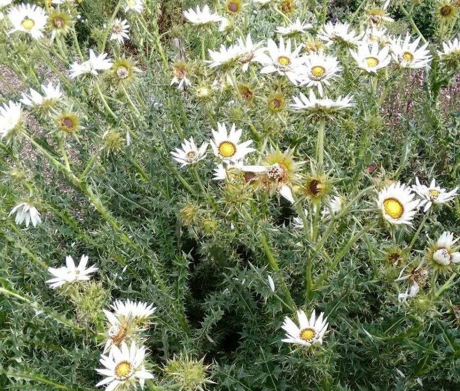 Berkheya cirsiifolia — related species from the same genus