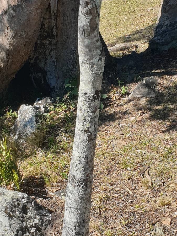 Diospyros fasciculosa bark