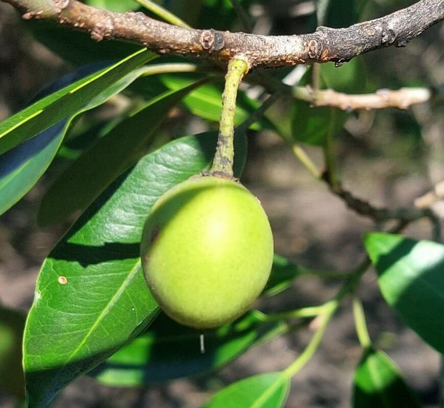 Mimusops zeyheri fruit