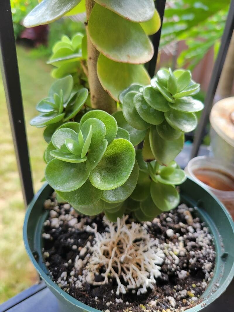 Portulaca molokiniensis — houseplant care guide