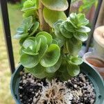 Portulaca molokiniensis