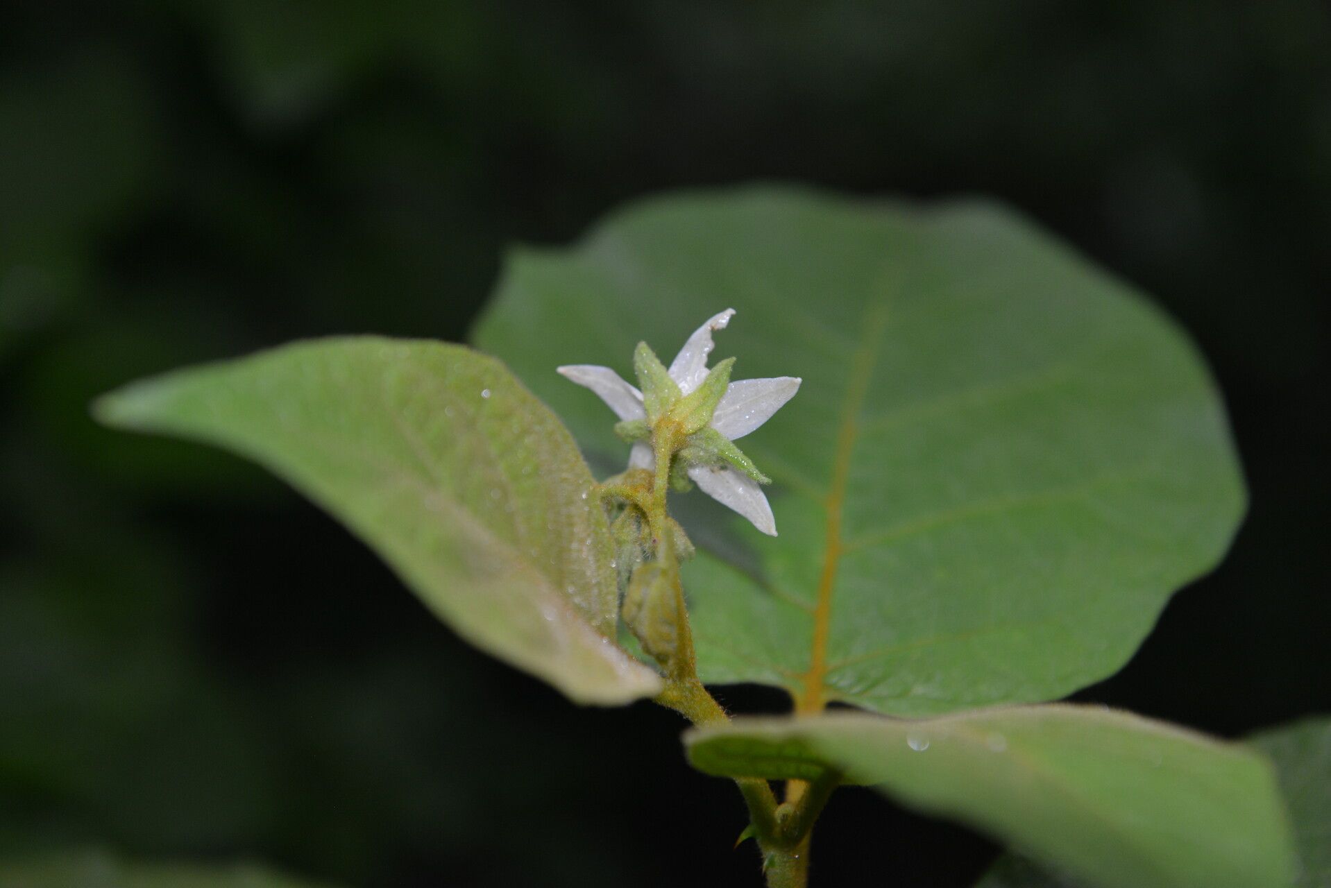 Solanum accrescens flower