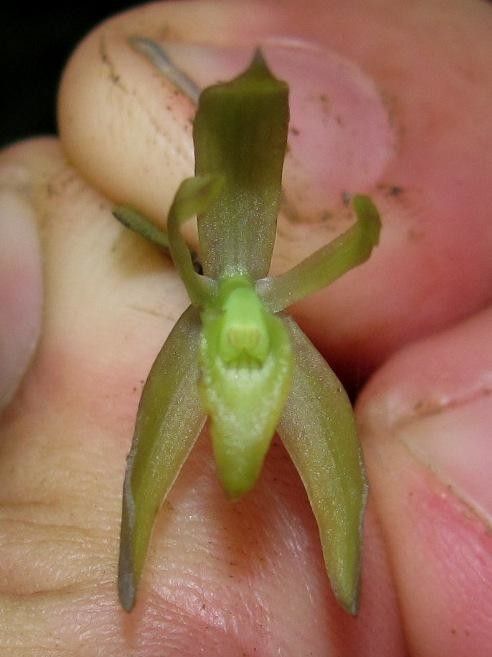 Jacquiniella equitantifolia — related species from the same genus