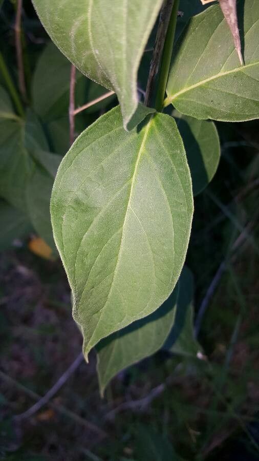 Cynanchum rossicum — search result for 'Cynanchum'