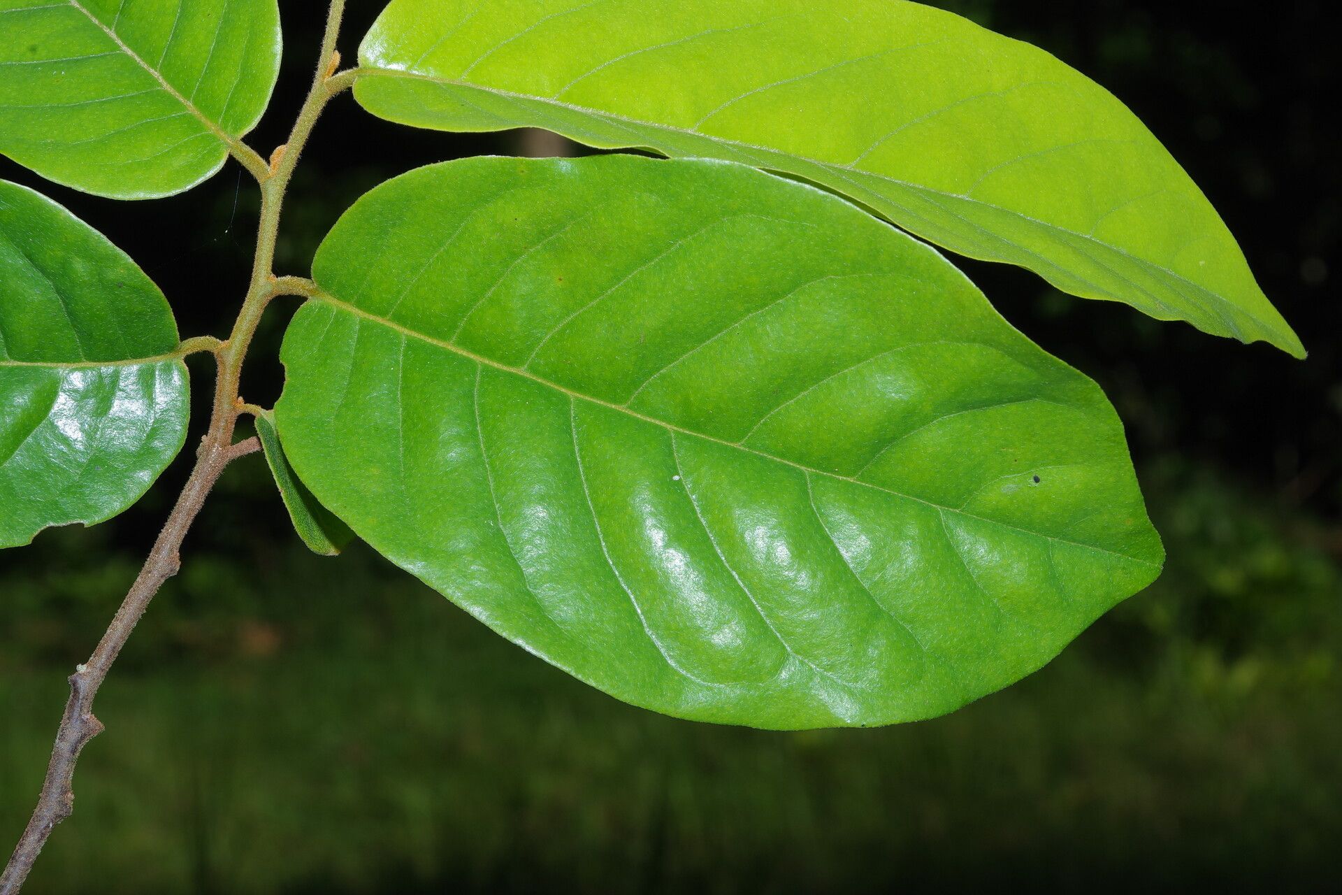 Uvaria comperei — houseplant care guide