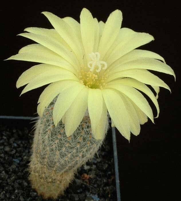 Frailea pygmaea — houseplant care guide