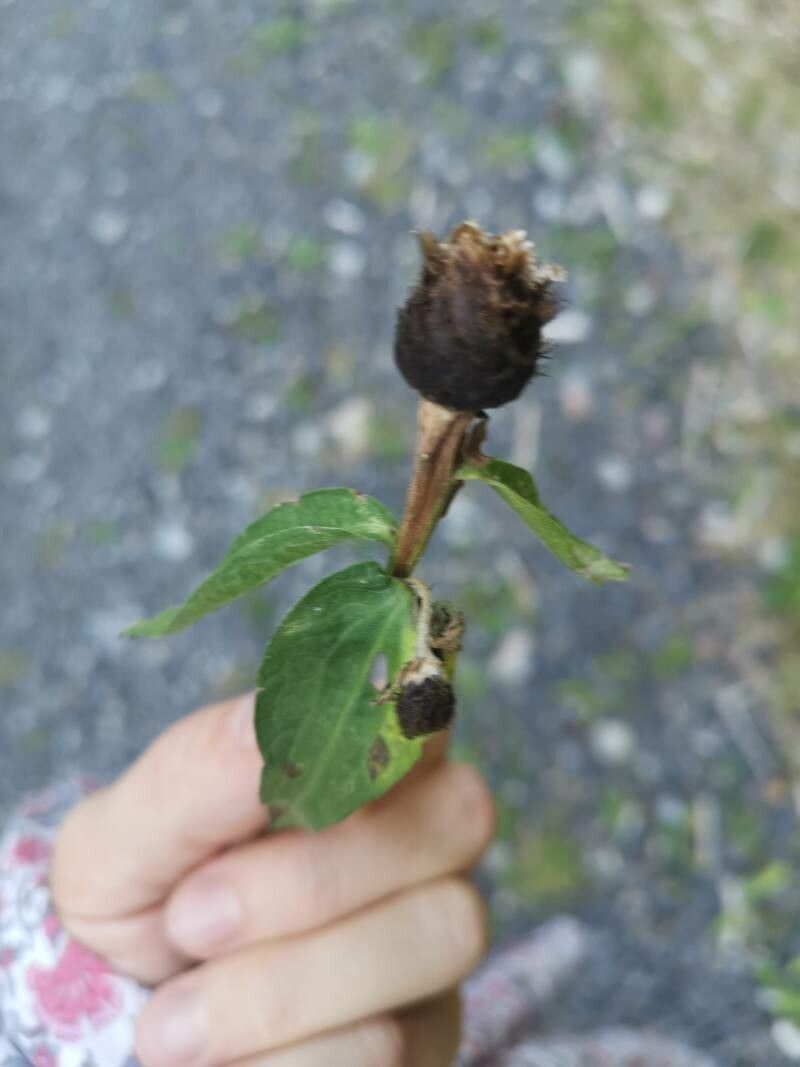 Centaurea nigrescens fruit