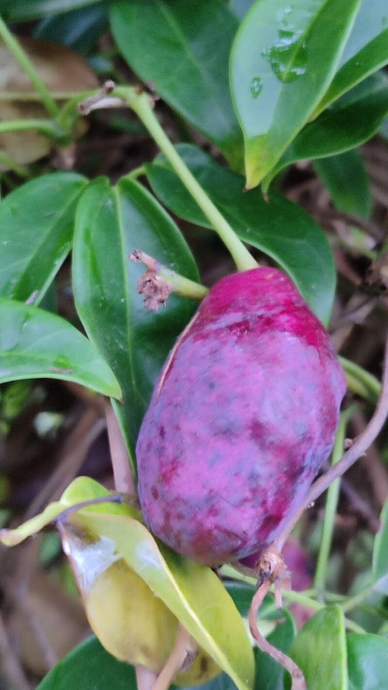 Stauntonia coriacea fruit