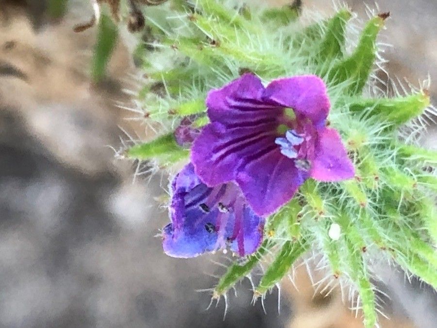 Echium sabulicola flower