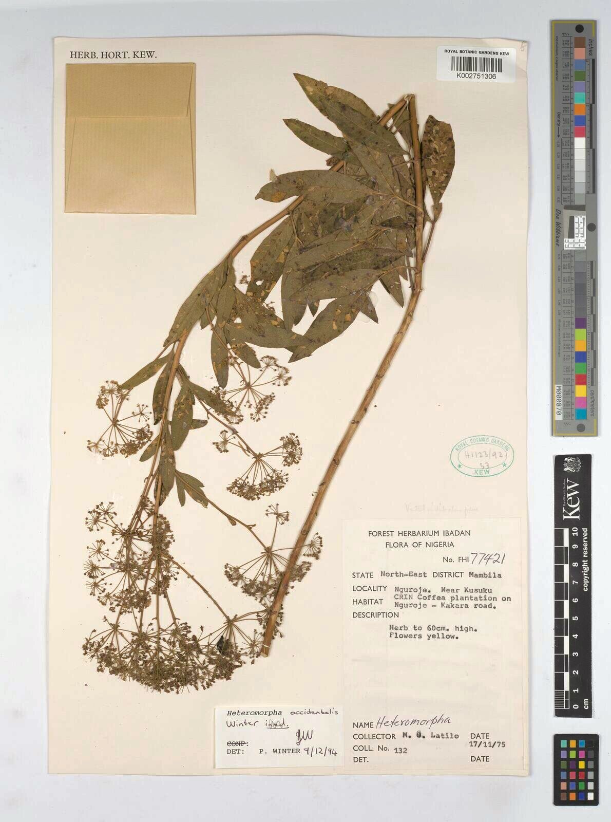 Heteromorpha occidentalis — related species from the same genus