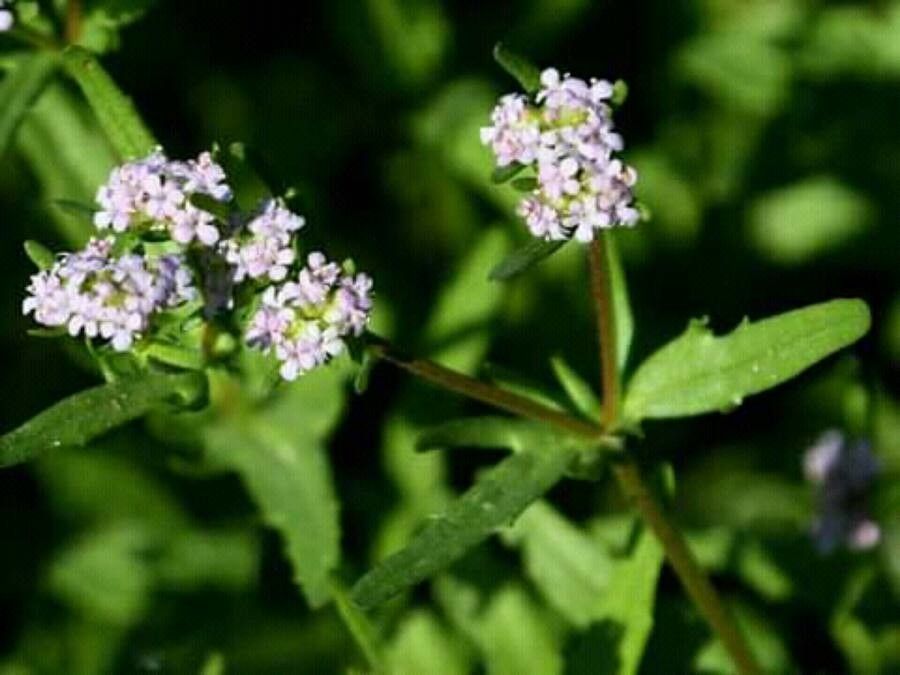 Valerianella coronata flower