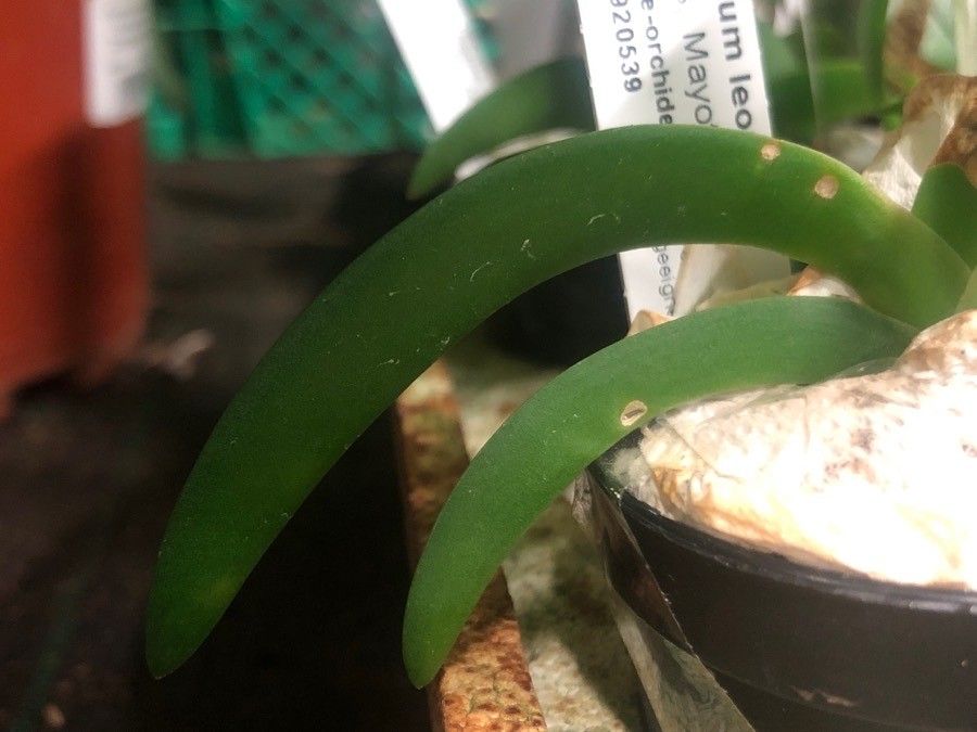 Angraecum leonis — search result for 'Orchidaceae'