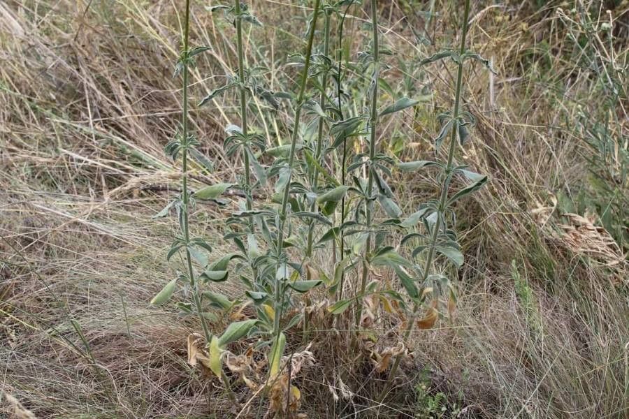 Silene densiflora leaf