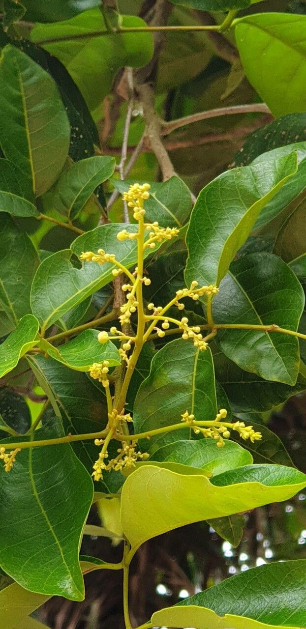 Tapirira guianensis flower