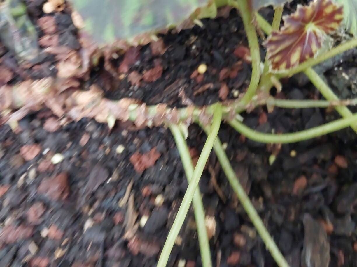 Begonia mazae bark