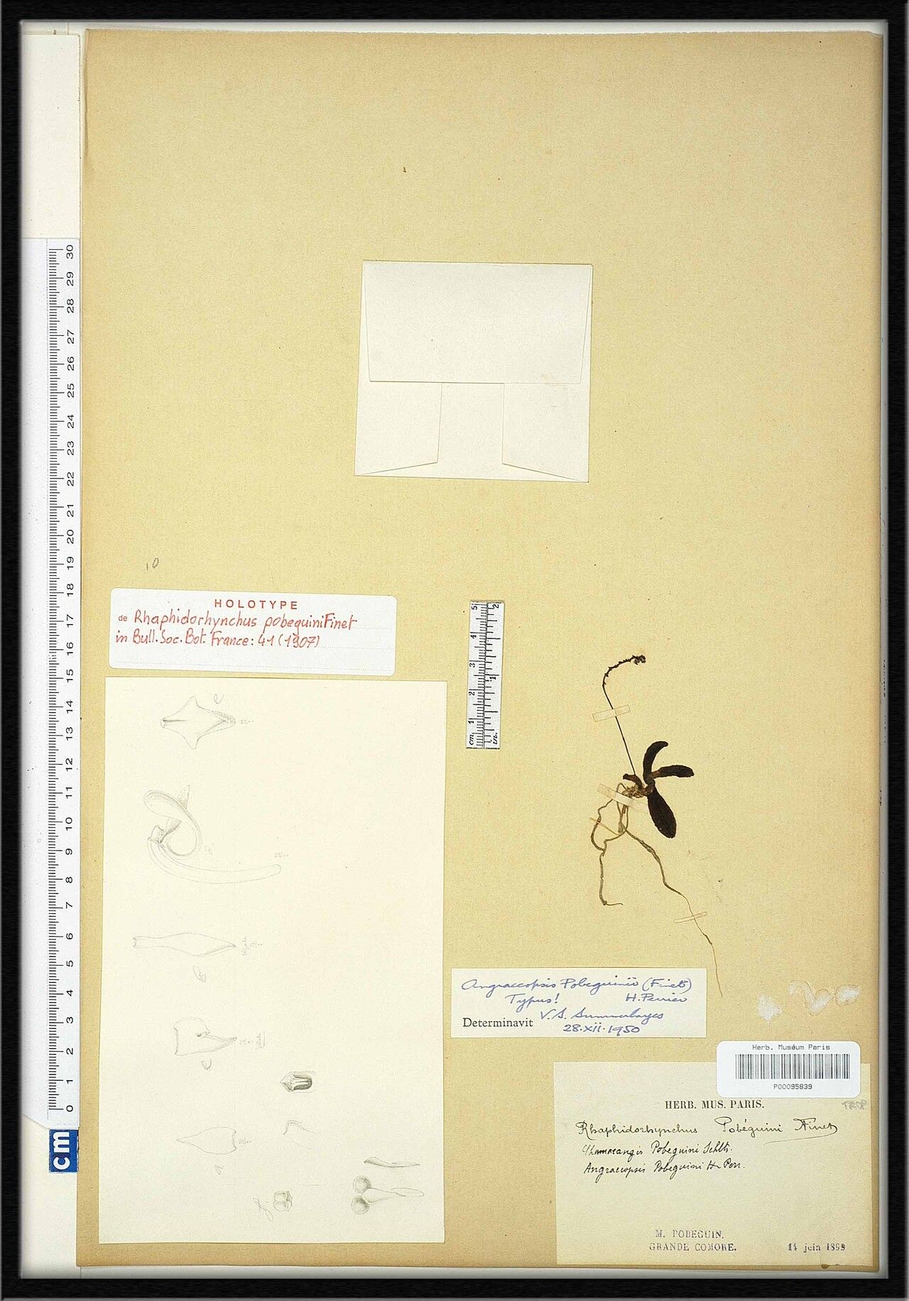 Angraecopsis pobeguinii — houseplant care guide