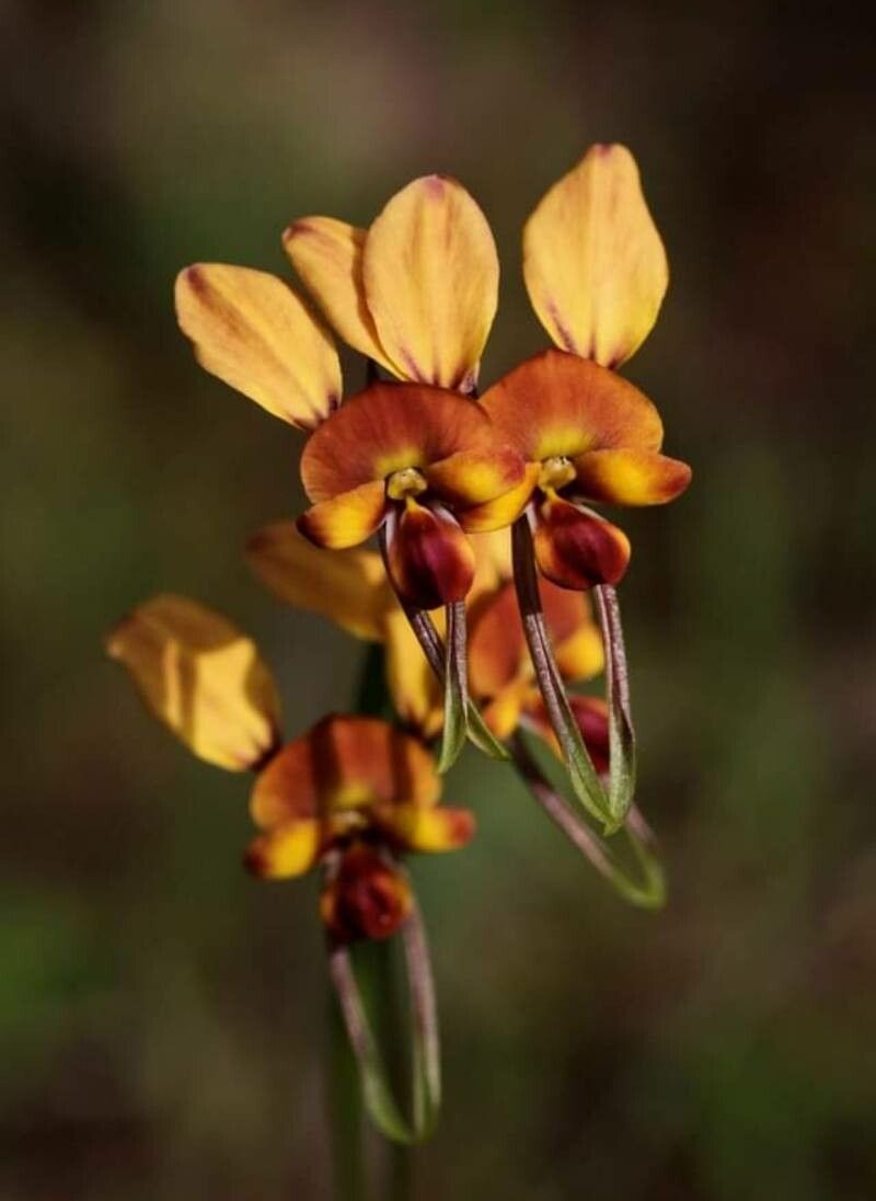 Diuris orientis — houseplant care guide