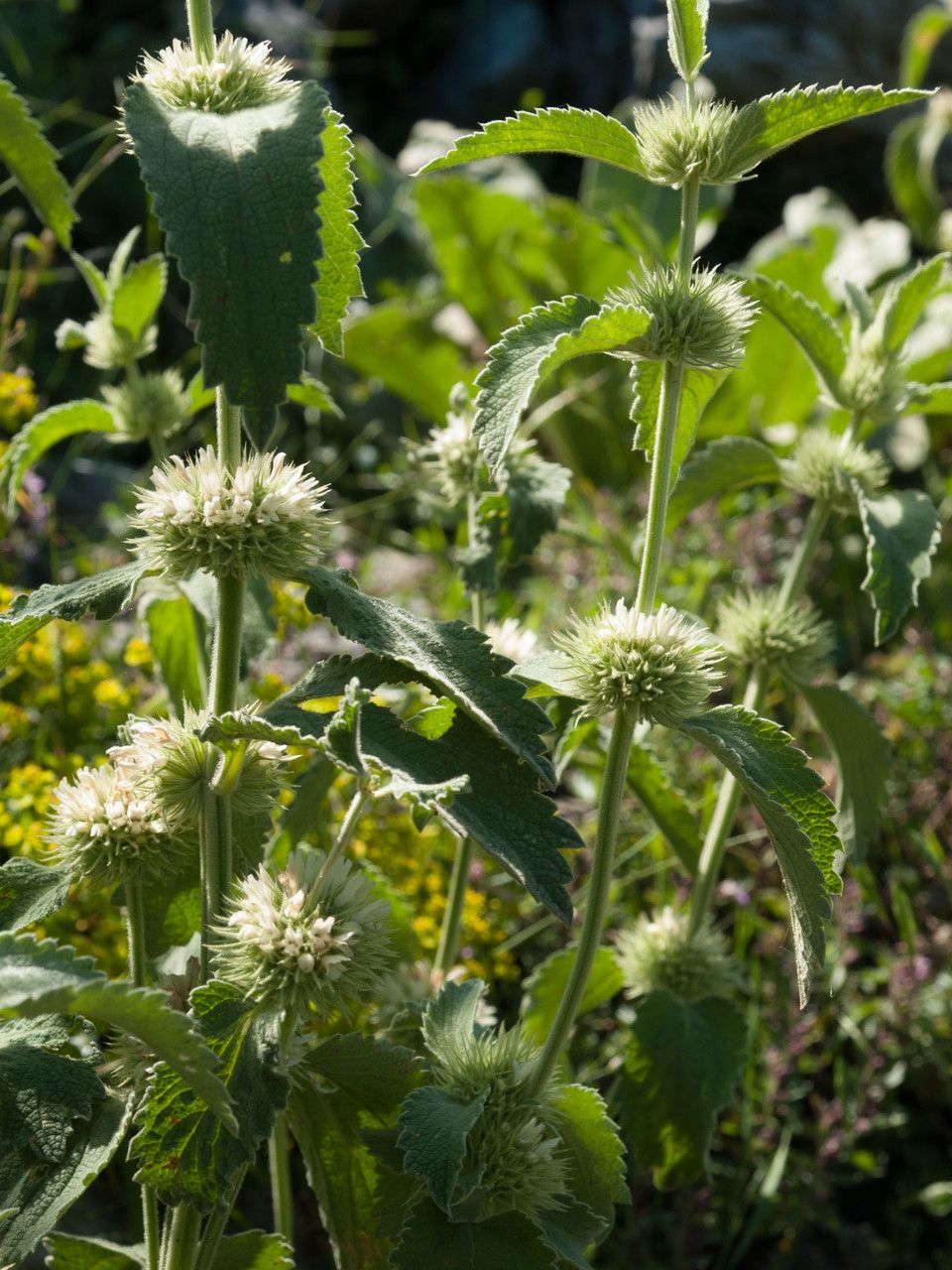 Marrubium friwaldskyanum — related species from the same genus
