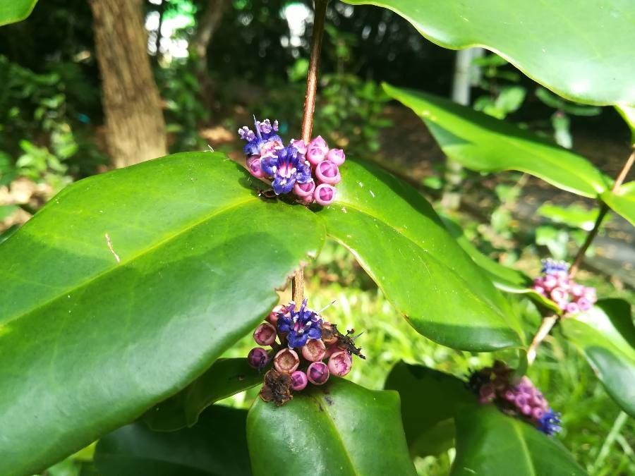 Memecylon caeruleum flower