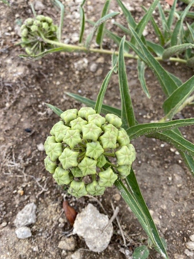 Asclepias asperula flower