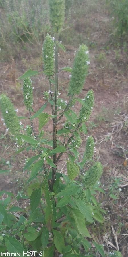 Cantinoa americana leaf