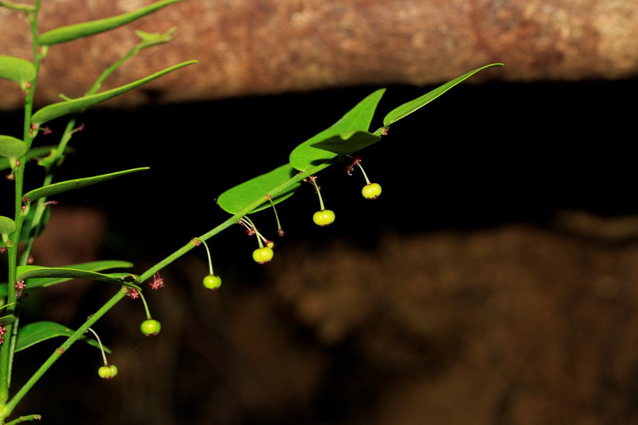 Phyllanthus dorotheae habit