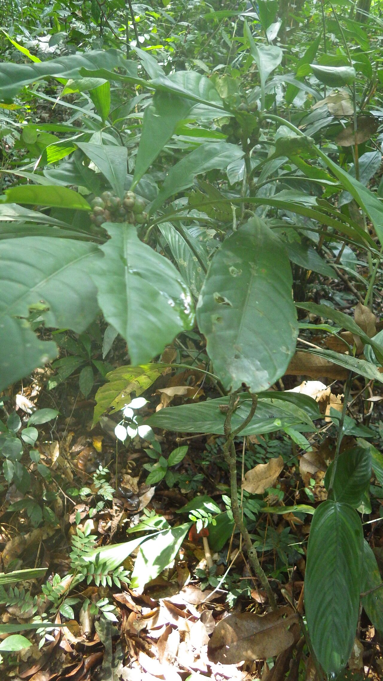 Chassalia vanderystii — houseplant care guide