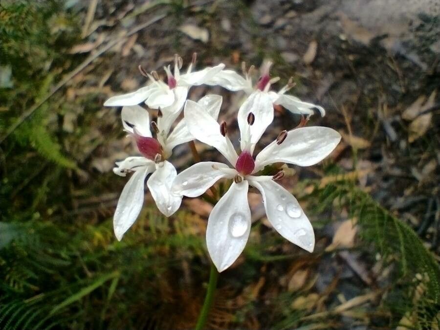 Burchardia umbellata flower