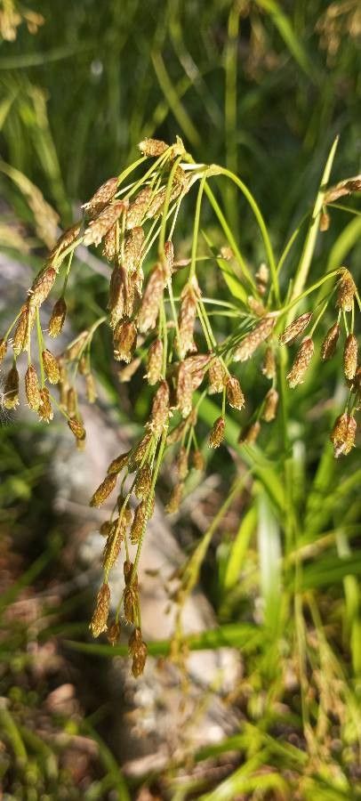 Scirpus pendulus flower