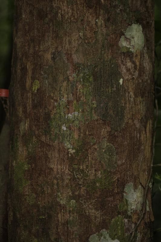 Lecythis holcogyne bark