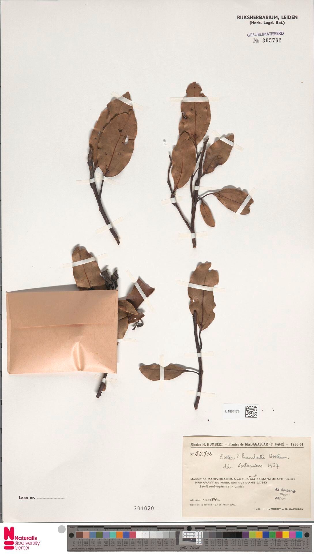 Ocotea humbertii — houseplant care guide