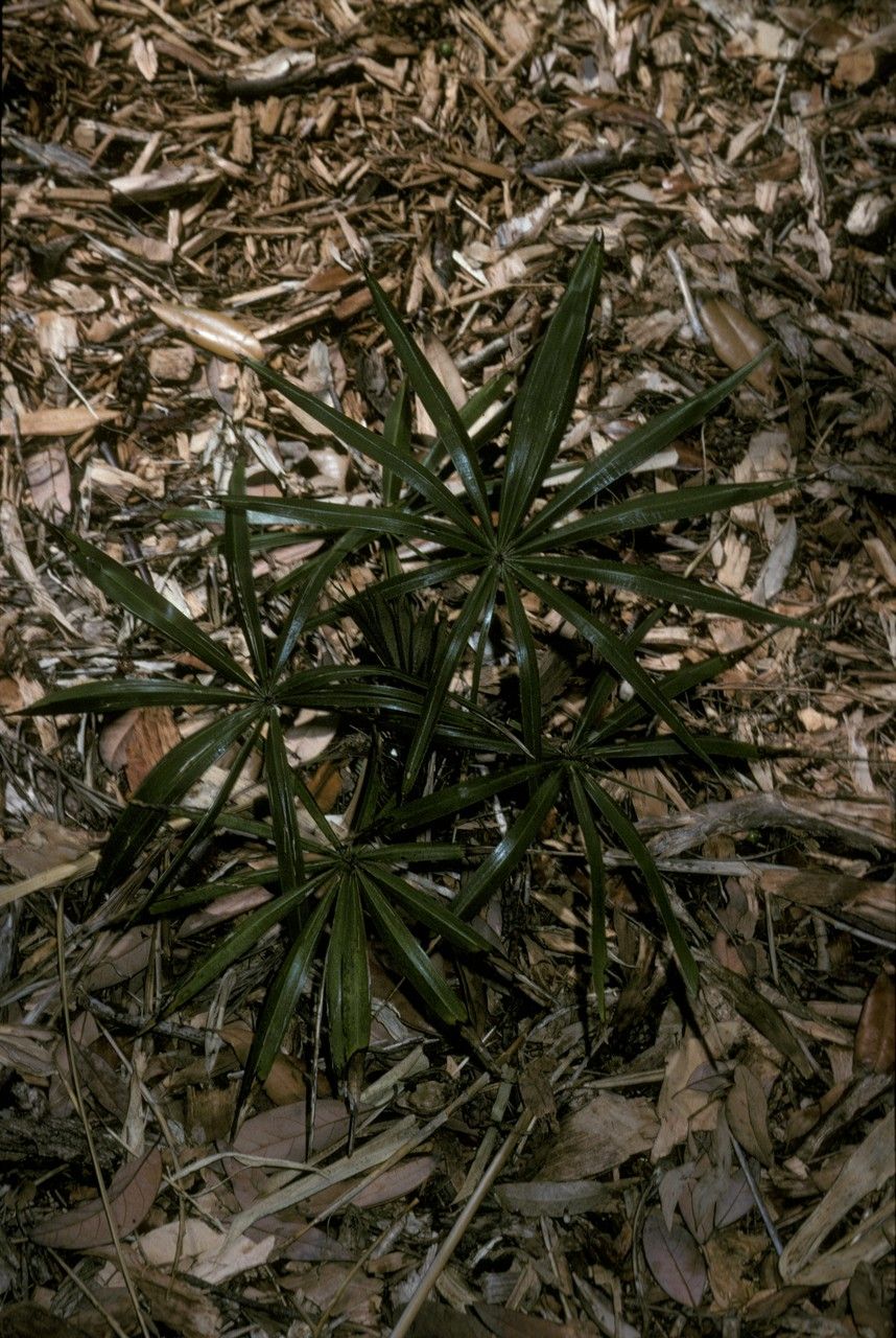 Guihaia argyrata habit