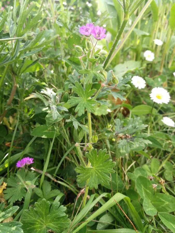 Geranium argenteum habit