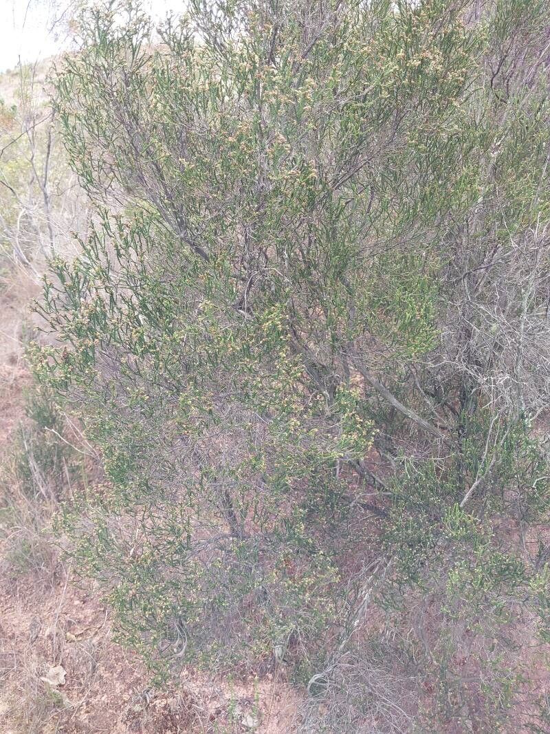 Erica madagascariensis habit