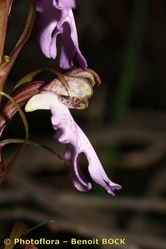 Himantoglossum metlesicsianum flower
