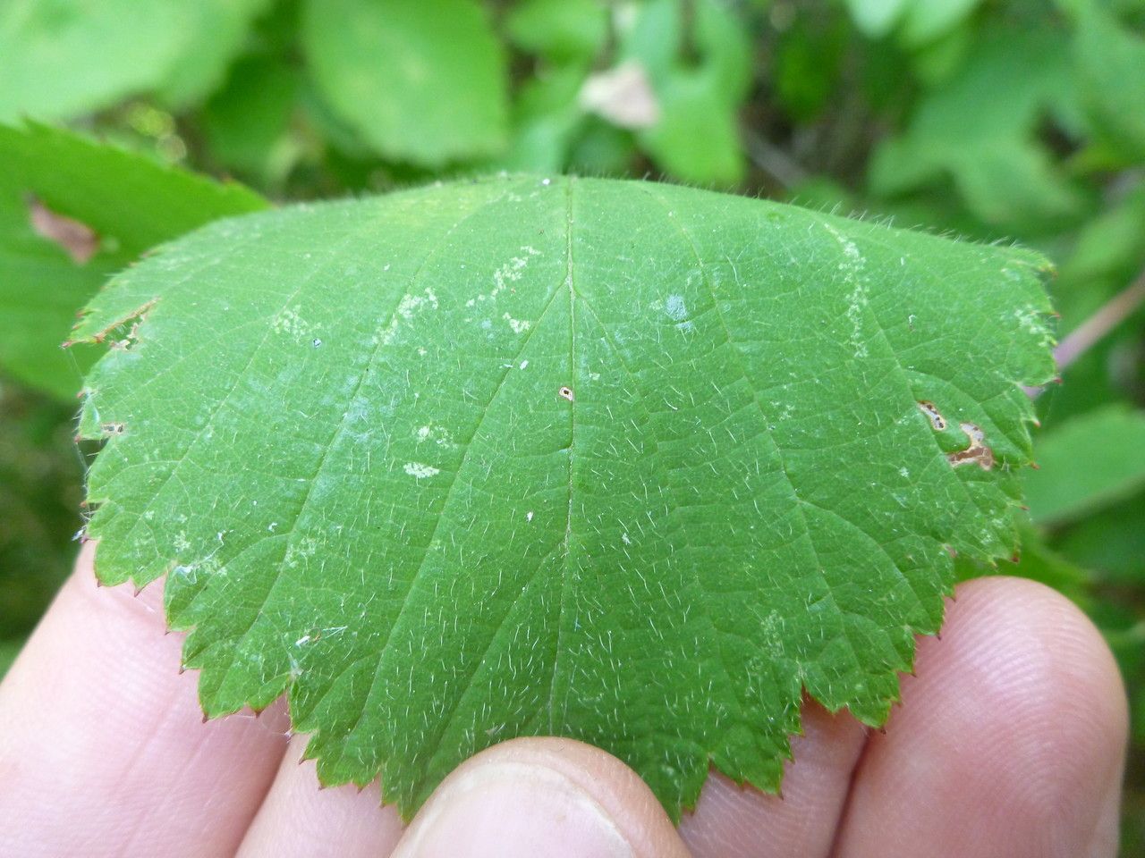 Rubus multifidus leaf