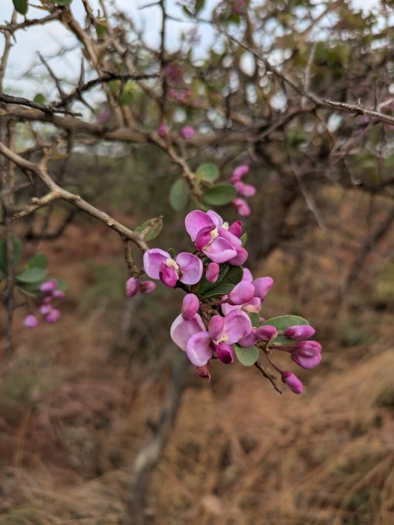 Securidaca longepedunculata flower