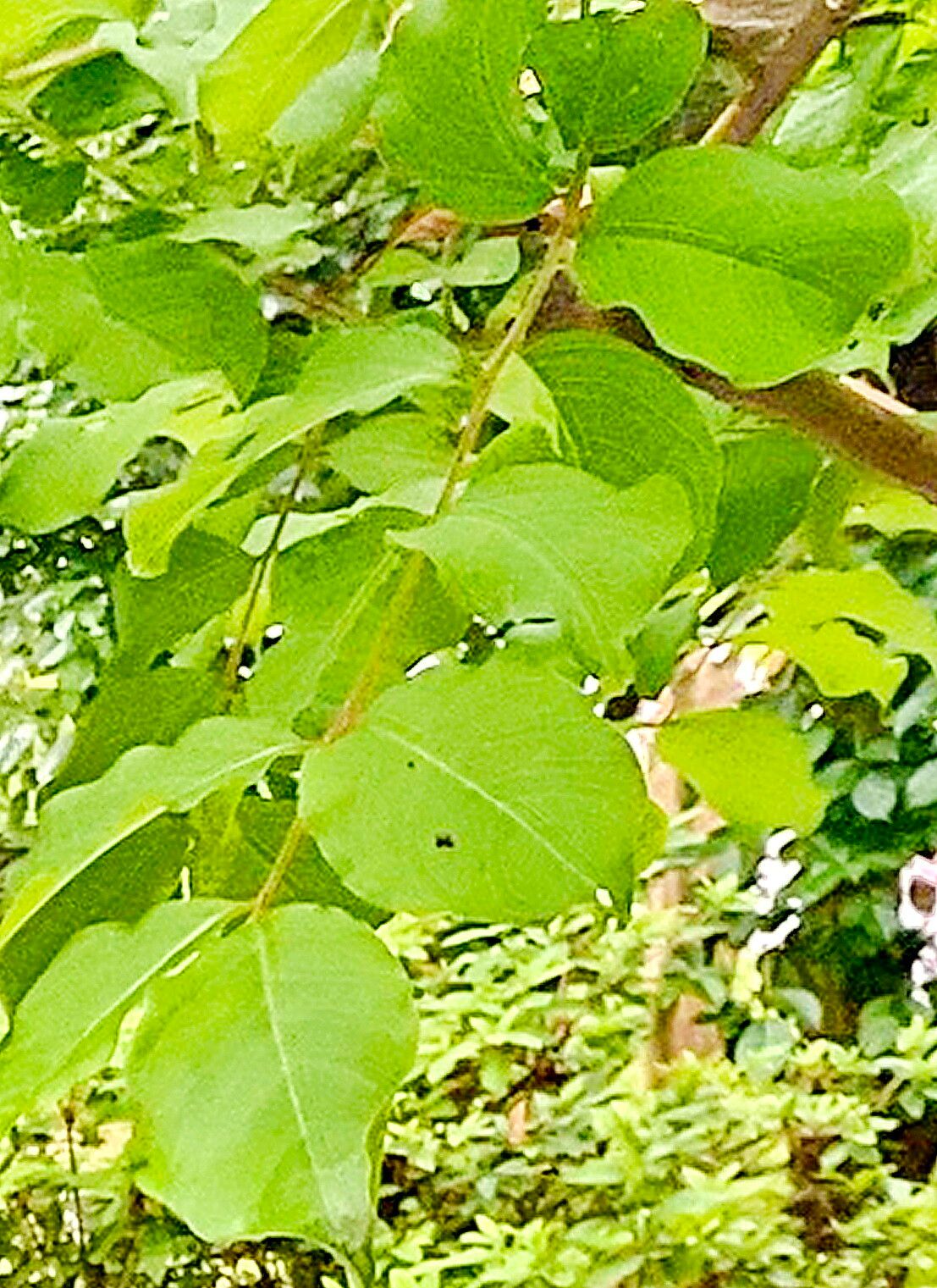 Lagerstroemia subcostata — search result for 'Lagerstroemia'