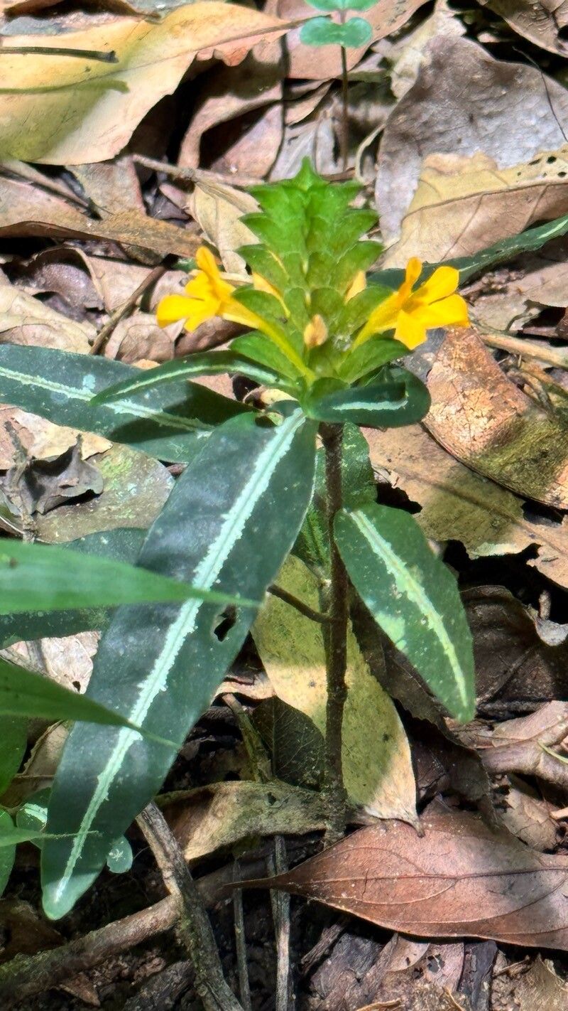 Stenandrium tenellum — related species from the same genus