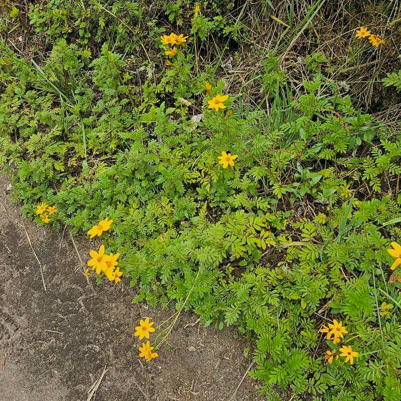 Tagetes zypaquirensis — search result for 'Tagetes'